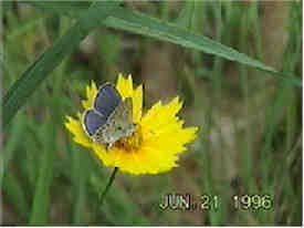 Karner blue butterfly